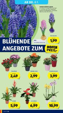 Titelbild des Prospekts von HOFER