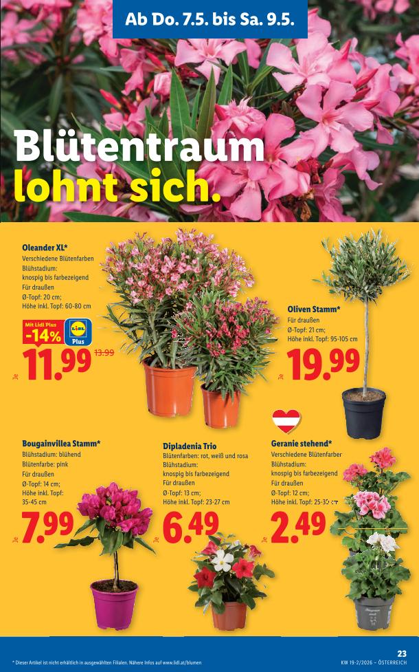 Prospekt von Lidl