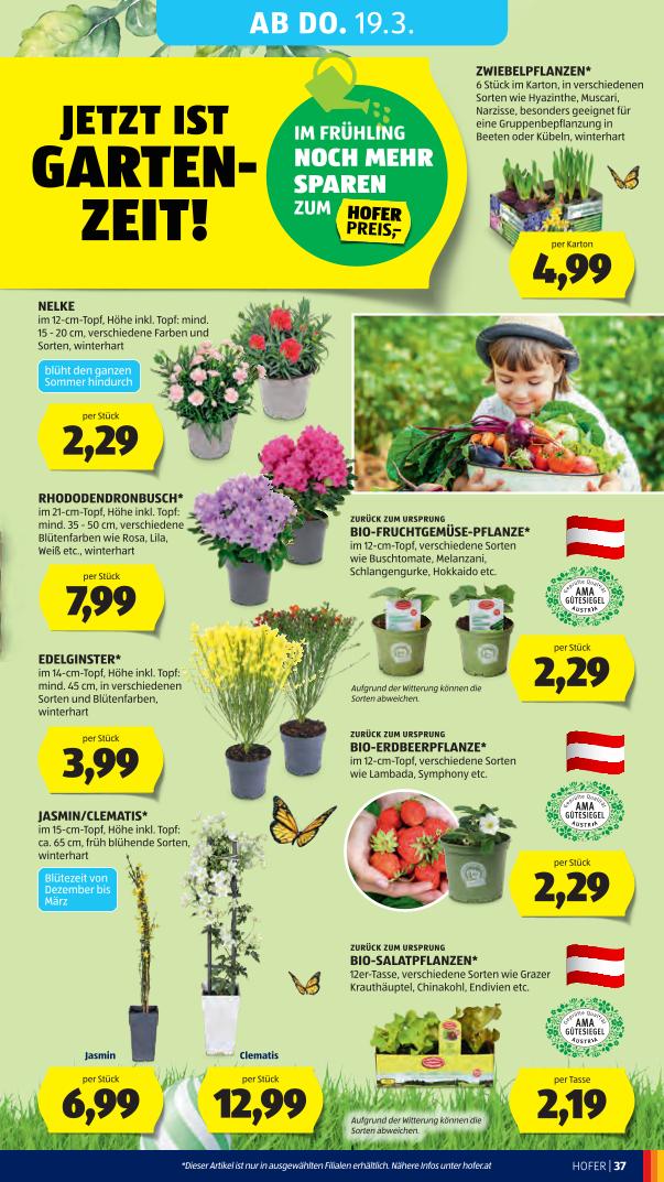 Prospekt von HOFER