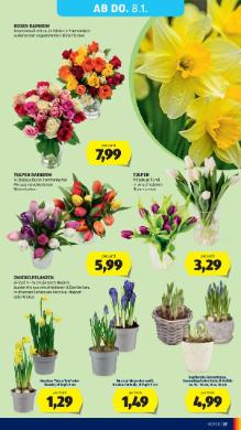 Titelbild des Prospekts von HOFER