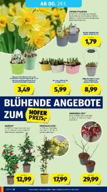 Titelbild des Prospekts von HOFER