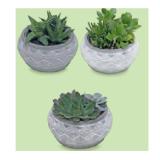 Promotion Bild von WÜSTENMIX Sukkulentenschale „Marrakesh“,  Ø 18 cm, H ca. 12 - 20 cm HOFER 1 Stück