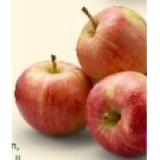 Bio-Äpfel versch. Sorten Denns BioMarkt 1 Kilogramm
