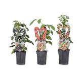 Beerenstrauch versch. Sorten Lidl 1 Stück