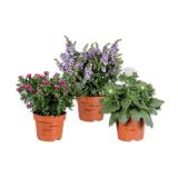 Sommerpflanze Verschiedene Arten und Blütenfarben Lidl 1 Stück