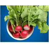 Promotion Bild von Radieschen aus Österreich Lidl APP Preis 1 Bund