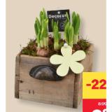 Narzissen in Holzschublade MPREIS 1 Stück