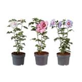 Hibiskus Verschiedene Blütenfarben Lidl 1 Stück