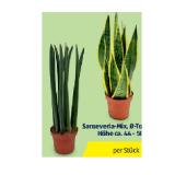 Trendy Grünpflanzen Sanseveria-Mix, Ø-Topf: 14 cm, Höhe ca. 44 - 50 cm HOFER 1 Stück