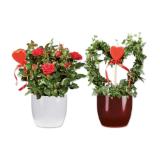 Anthurium, Stammrose oder Hederaherz mit Holzherz Lidl 1 Stück