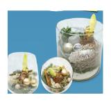 Bepflanzte Arrangements Xmas Amaryllis in Glas HOFER 1 Stück