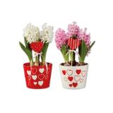 Hyazinthen „Valentin“ mit Herzstecker Lidl 1 Stück