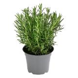 Dehner Gourmet Garten Rosmarin Dehner 1 Stück