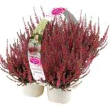Calluna Garden Girls Bellaflora 6 Stück