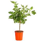 Dehner Echte Feige, dunkel Dehner 1 Stück