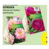 Blumenzwiebeln Pfingstrosen versch. Sorten und Blütenfarben HOFER 1 Stück