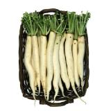 Rettich weiß MPREIS 1 Stück