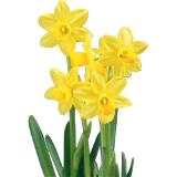 Narcissus Tete A Tete, Preisangabe ohne MwSt. (Preis inkl. MwSt. 3,27 €), METRO 1 Stück