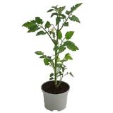 Dehner Zuckertomate, rot, Topf Ø10,5 cm Dehner 1 Stück