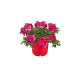 Plantiflor Beet- und Balkonpflanzen Eisenkraut 589480 HELLWEG 1 Stück