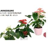 Flamingoblume HOFER 1 Stück