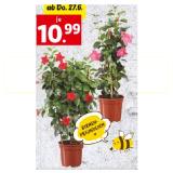 Promotion Bild von Dipladeniaherz versch. Sorten Lidl 1 Stück