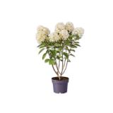 Rispenhortensie Verschiedene Blütenfarben Lidl 1 Stück