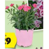 Nelke versch. Farben und Sorten HOFER 1 Stück