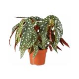 Begonia “Silverspot” Lidl 1 Stück