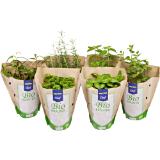 Promotion Bild von METRO Chef Bio BIO Kräutertopf div. Sorten, Preisangabe ohne MwSt. (Preis inkl. MwSt. 3,29 €), METRO 1 Stück
