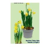 Zwiebelpflanzen Narzisse ’Tete a Tete‘ oder ’Boucle‘, Ø-Topf: 9 cm HOFER 1 Stück