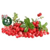 Cranberrys Penny 400 Gramm 1 Packung