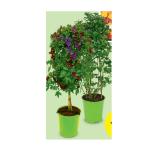 Stämmchen-Mix HOFER 1 Stück