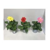Plantiflor Dahlie 312213 HELLWEG 1 Stück