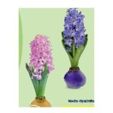 Indoor-Blühpflanzen Wachs-Hyazinthe HOFER 1 Stück