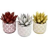 Echeveria gefärbt in 9cm Topf, Preisangabe ohne MwSt. (Preis inkl. MwSt. 3,72 €), METRO 1 Stück