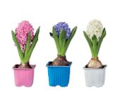 Hyazinthen Verschiedene Blütenfarben Lidl 1 Stück