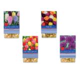 Frühjahrsblumenzwiebeln versch. Farben und Sorten Lidl