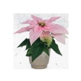 Weihnachtsstern Ø-Topf: 6 cm, inkl. weihnachtlicher Keramik, H ca. 13 - 15 cm HOFER 1 Stück