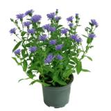 Promotion Bild von Plantiflor Herbstaster „Trio“ 921982 HELLWEG 1 Stück
