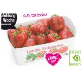 Karg Ländle Erdbeeren Sutterlüty 500 Gramm 1 Packung