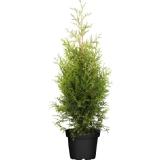 Bild von Thuja brabant topf gedrueckt OBI 1 Stück