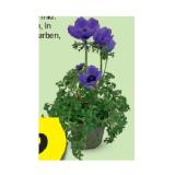 Kronenanemone/Islandmohn HOFER 1 Stück