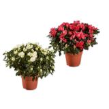 Azalee versch. Blütenfarben Lidl 1 Stück