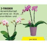 Orchidee 2-Trieber verschiedenen Blüten- und Topffarben HOFER 1 Stück