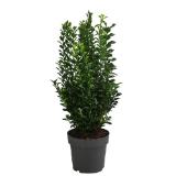 Dehner Japanischer Spindelstrauch 'Green Spire' Dehner 1 Stück