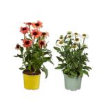 Promotion Bild von Echinacea (Sonnenhut) Verschiedene Blütenfarben Lidl 1 Stück