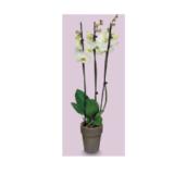 Blühpflanze Orchidee 3-Trieber in Keramik, Höhe ca. 55 - 70 cm HOFER 1 Stück