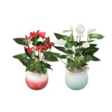 Anthurium in Keramik Verschiedene Pflanzen- und Topffarben Lidl 1 Stück