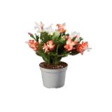 Weihnachtskaktus Duo Lidl 1 Stück